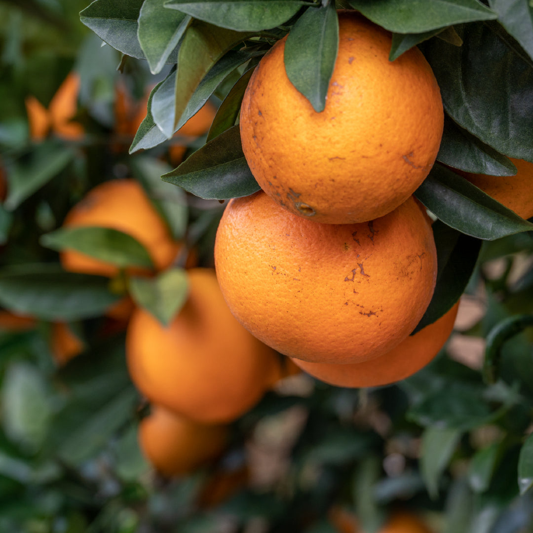 Picture of ripe oranges hanging on an orange tree