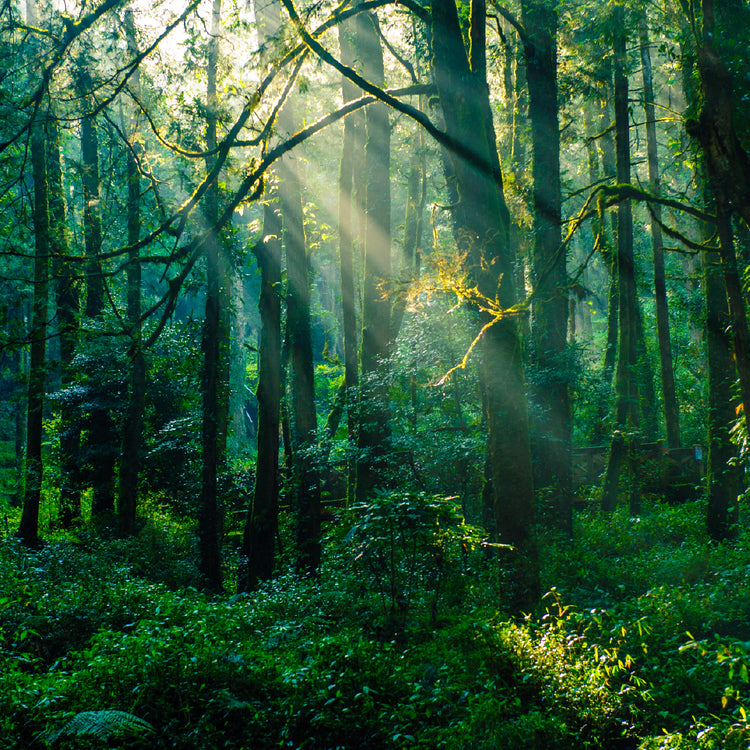 A vibrant green forest 