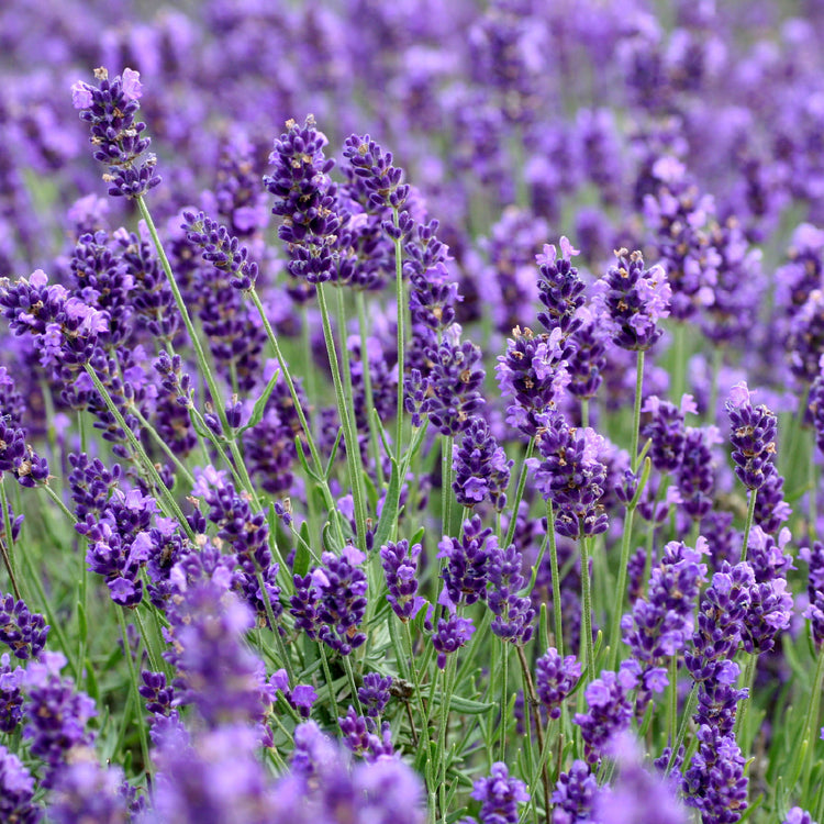 A bright close up image of lavender in a lavender field