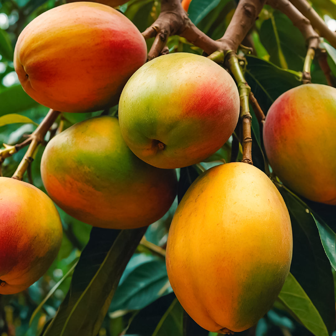 Close Up Image Of Mango Fruit