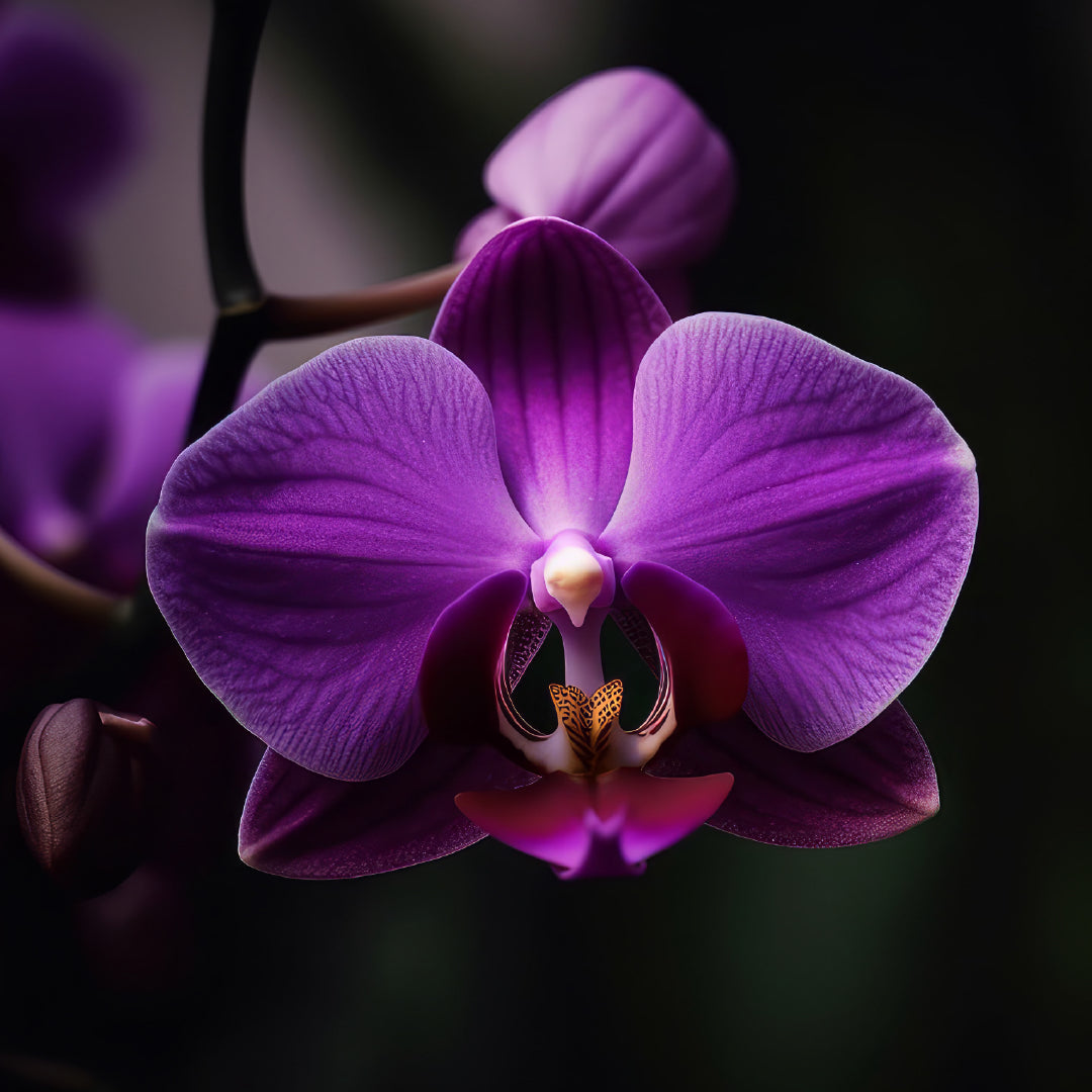 Close up image of a purple Orchid flower